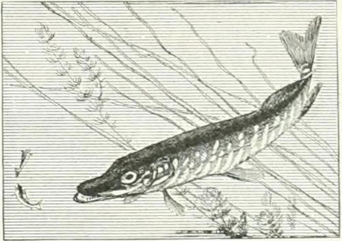 Brochet (Nouveau Larousse illustré).jpg