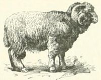 Bélier Larousse illustré.jpg