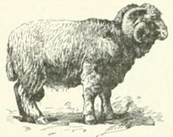 Bélier Larousse illustré.jpg