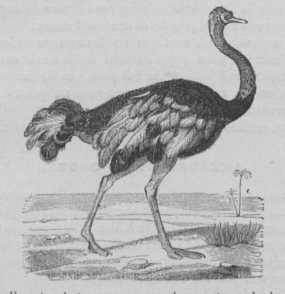 Autruche Buffon jeunesse.jpg