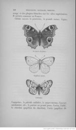 Buffon illustré de la jeunesse - 1893 Gallica page f306.jpg