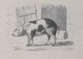 Alphabet Doudet Isatis image.jpg