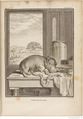 Buffon Hist Nat E.O. Tome 12 f105.jpg