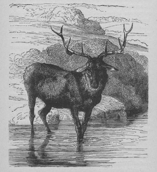Cerf (Buffon jeunesse).jpg