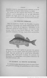 Buffon illustré de la jeunesse - 1893 Gallica page f259.jpg