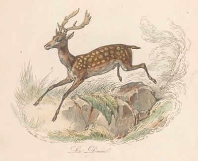 Daim, Victor Adam, Flourens, Buffon.jpg