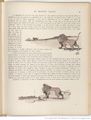 Le Buffon choisi de Benjamin Rabier, page f73.jpg