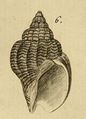 Buccin Sonnini Roissy 1802.jpg