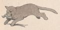 Buffon Rabier Chat image 2.jpg