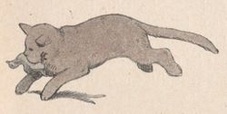 Buffon Rabier Chat image 2.jpg