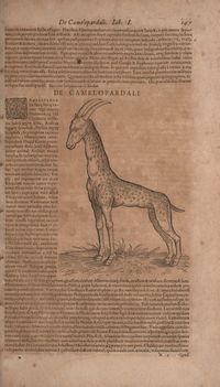 Historiae animalium Gessner secundo page 193.jpg
