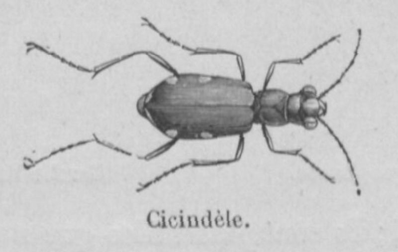 Fichier:Cicindèle Buffon jeunesse.jpg