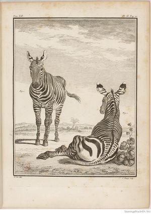 Buffon Hist Nat E.O. Tome 12 f55.jpg