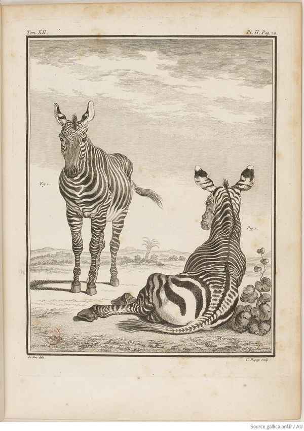Buffon Hist Nat E.O. Tome 12 f55.jpg