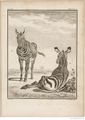 Buffon Hist Nat E.O. Tome 12 f55.jpg