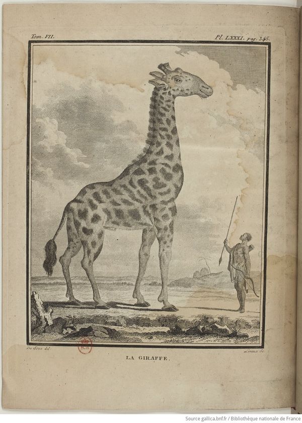 Buffon Hist Nat E.O. Tome 36 f538.jpg