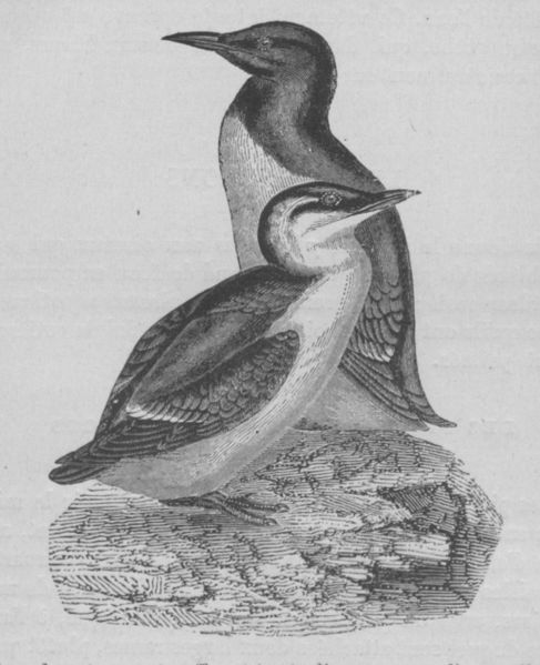 Fichier:Pingouin Buffon jeunesse.jpg
