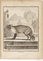Buffon Hist Nat E.O. Tome 7 f123.jpg