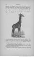 Buffon illustré de la jeunesse - 1893 Gallica page f126.jpg