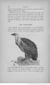 Buffon illustré de la jeunesse - 1893 Gallica page f152.jpg