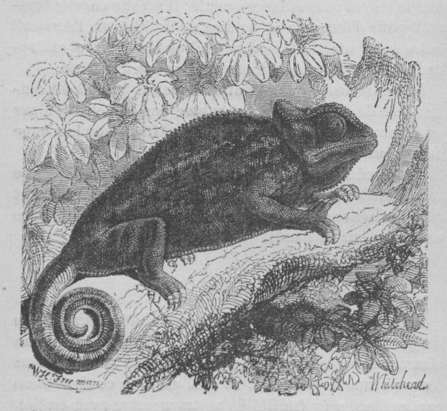 Fichier:Caméléon Buffon jeunesse.jpg