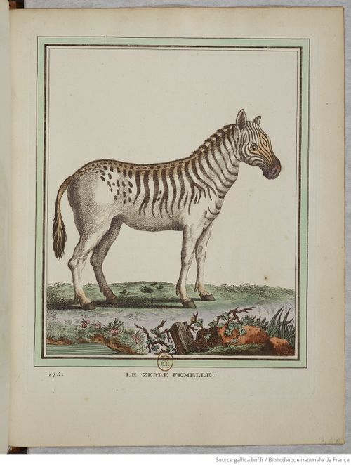 Collection Quadrupèdes Buffon 1749 tome 2 f173.jpg