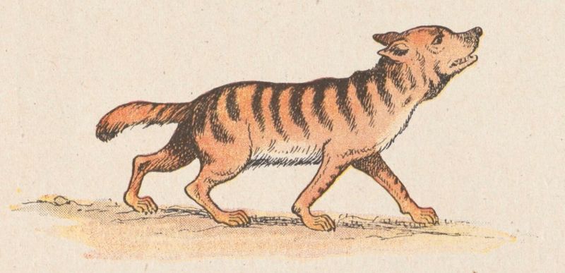 Fichier:Hyène Rabier.jpg