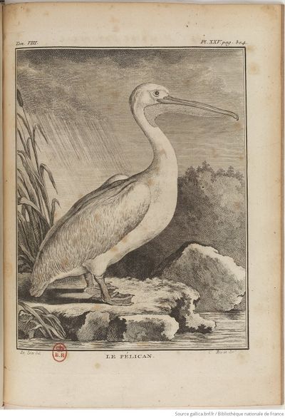 Buffon Hist Nat E.O. Tome 23 f373.jpg