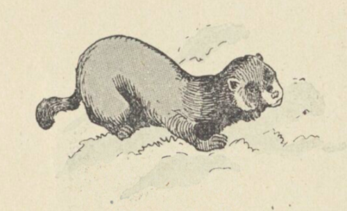 Putois Benjamin Rabier.png