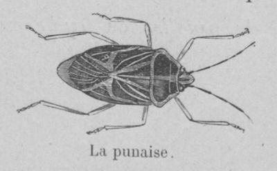 Punaise Buffon jeunesse.jpg