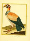 Planches enluminées Buffon oiseaux BHL T5 p 63.jpg