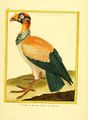Planches enluminées Buffon oiseaux BHL T5 p 63.jpg