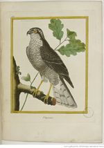 Buffon Hist Nat Oiseaux 2 Tome 1 f267.jpg