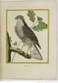 Buffon Hist Nat Oiseaux 2 Tome 1 f267.jpg