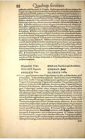 Fichier:Icon animal quadrup BHL vulpes.pdf