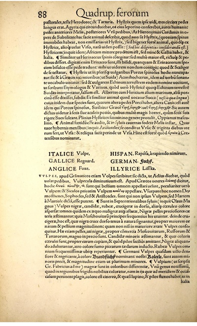 Icon animal quadrup BHL vulpes.pdf