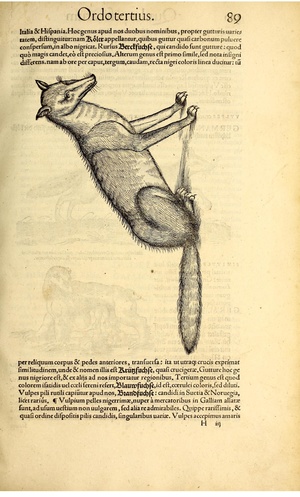 Icon animal quadrup BHL vulpes.pdf