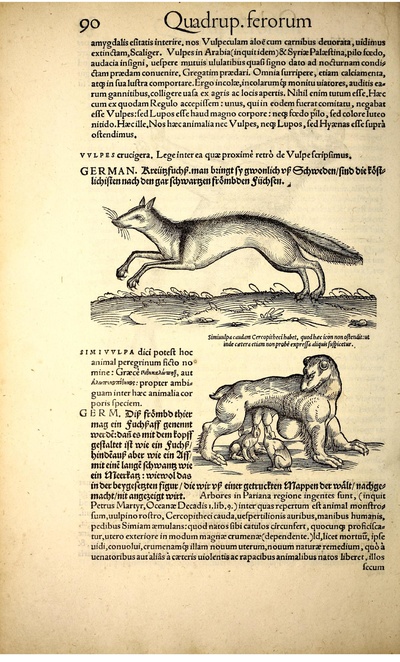 Icon animal quadrup BHL vulpes.pdf