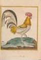 Planches enluminées Buffon oiseaux BHL T1.2 p 5.jpg
