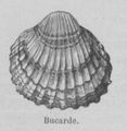 Bucarde Buffon jeunesse.jpg