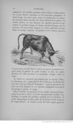 Buffon illustré de la jeunesse - 1893 Gallica page f18.jpg