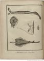 Buffon Hist Nat E.O. Tome P1 f176.jpg