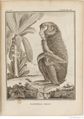 Buffon Hist Nat E.O. Tome 14 f215.jpg