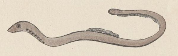 Lamproie (Buffon Rabier).jpg