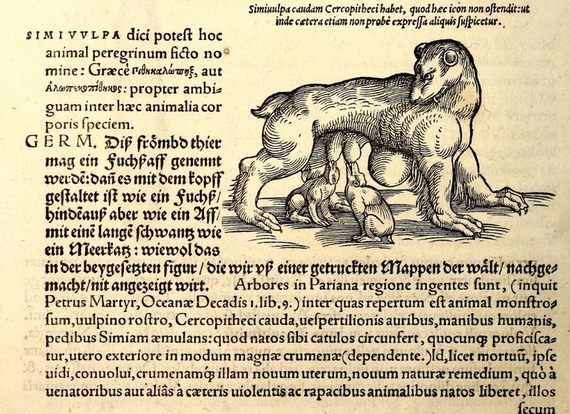 Fichier:Simivulpa test 1.jpg