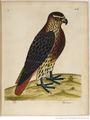 Histoire naturelle des oiseaux (1750) Albin Gallica tome 2 page 29.jpg