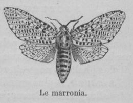 Marronia Buffon jeunesse.jpg