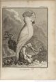 Buffon Hist Nat E.O. Tome 21 f127.jpg