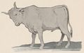 Buffon Rabier Boeuf image 1.jpg