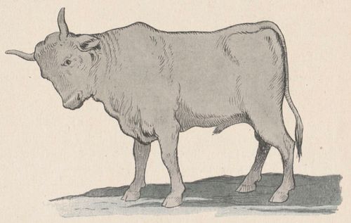 Buffon Rabier Boeuf image 1.jpg